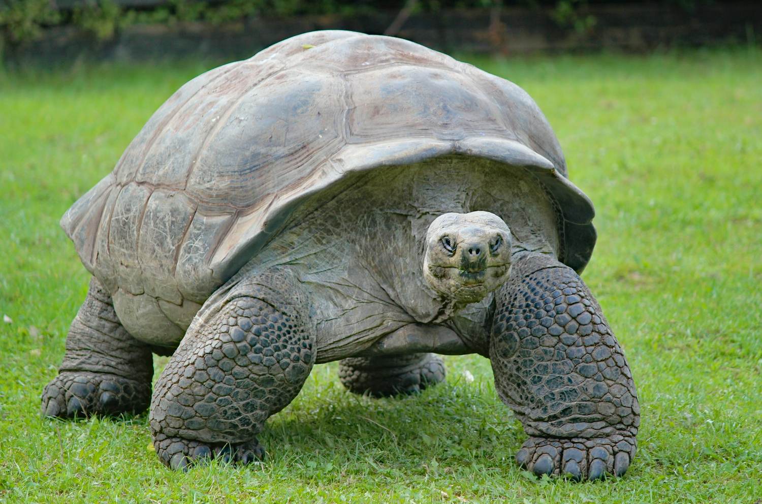 Prison Island giant tortoise tour